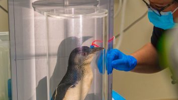 VIDEO. Primul pinguin care a făcut o scanare RMN. Ce probleme avea acesta