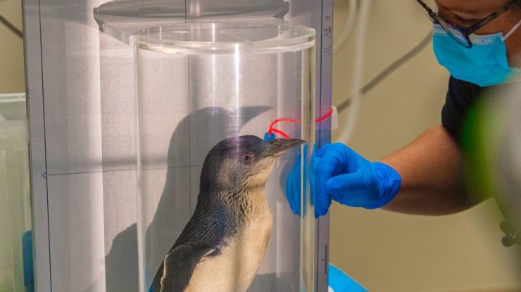 VIDEO. Primul pinguin care a făcut o scanare RMN. Ce probleme avea acesta