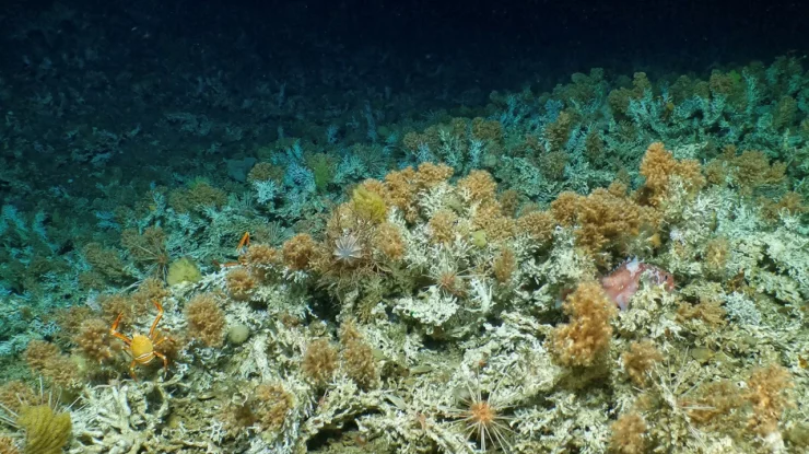 VIDEO. Un nou recif de corali „intact” a fost descoperit în Insulele Galapagos din Ecuador