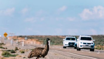 Un emu a fost urmărit de poliția din Tennessee. Ce a făcut proprietarul animalului de companie
