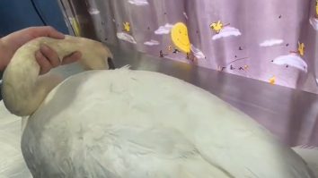 VIDEO. Pasărea simbol a oraşului Târgu Jiu, atacată cu pietre de un grup de tineri. Lebăda are grave probleme neurologice