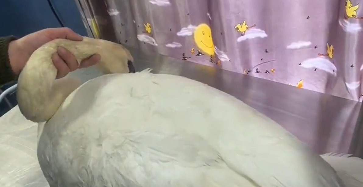 VIDEO. Pasărea simbol a oraşului Târgu Jiu, atacată cu pietre de un grup de tineri. Lebăda are grave probleme neurologice