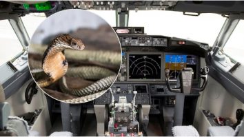 Situație de urgență: O cobră în cabina unui avion a dus la o aterizare de ultim moment