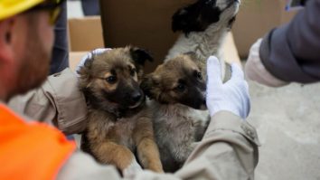 STUDIU. Cu ce sunt câinii de la Cernobîl diferiți de ceilalți? Descoperirile oamenilor de știință demonstrează detaliile care îi diferențiază