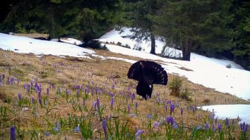 VIDEO. Imagini spectaculoase au fost surprinse în Parcul Național Piatra Craiului cu un cocoș de munte în căutarea unui partener