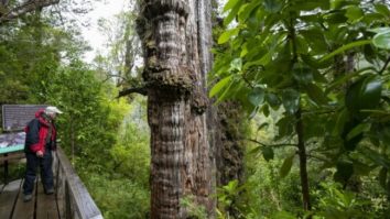 Cel mai „bătrân” copac din lume este capabil să dezvăluie secretele planetei. Ce vârstă se estimează că are arborele