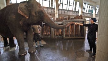 VIDEO. Un elefant de la o grădină zoo din Berlin a învățat cum să curețe banane. Cât a durat studiul