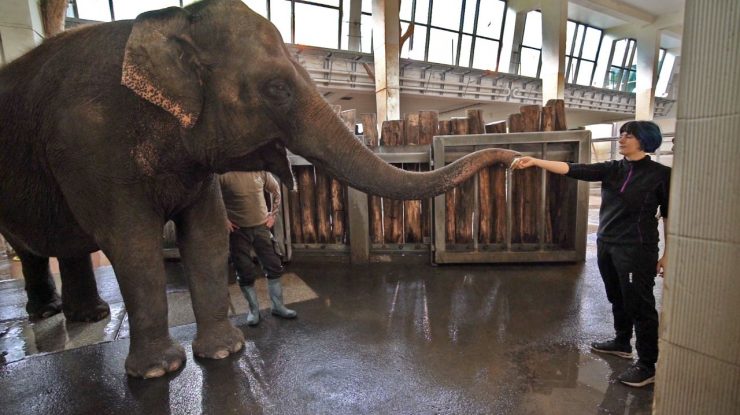 VIDEO. Un elefant de la o grădină zoo din Berlin a învățat cum să curețe banane. Cât a durat studiul