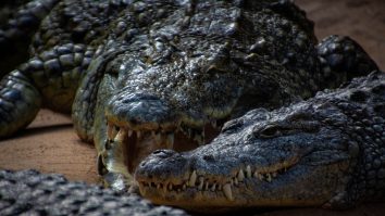 Un ofițer de poliție a împușcat un aligator pentru a recupera cadavrul unui băiețel de doi ani
