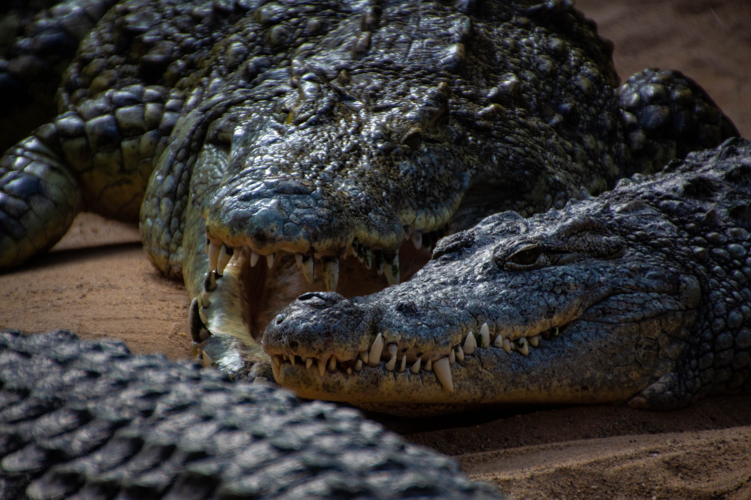 Un ofițer de poliție a împușcat un aligator. Cadavrul unui băiețel de doi ani era în gura reptilei