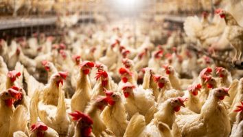 Un bărbat a fost închis pentru că a speriat cele 1.100 de găini ale vecinului său. Totul ar fi pornit din cauza dușmăniei