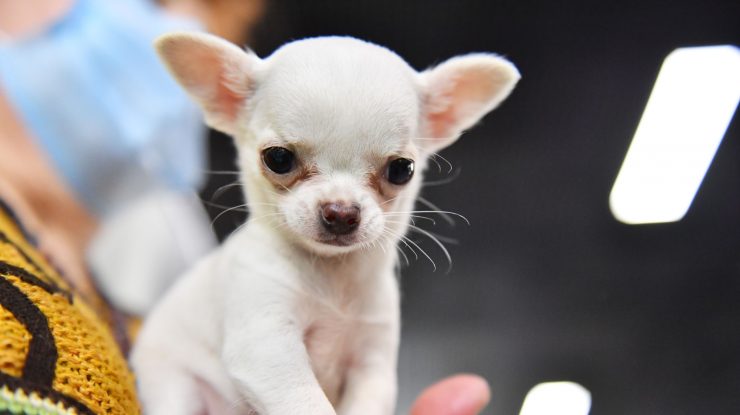 FOTO. Patrupedul mai mic decât o bancnotă. Un chihuahua deține recordul mondial pentru cel mai mic câine din lume