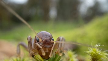Consumul de insecte crește. Activistă: „Este doar un test. Politicienii știu că atunci când controlează alimentele, controlează oamenii”