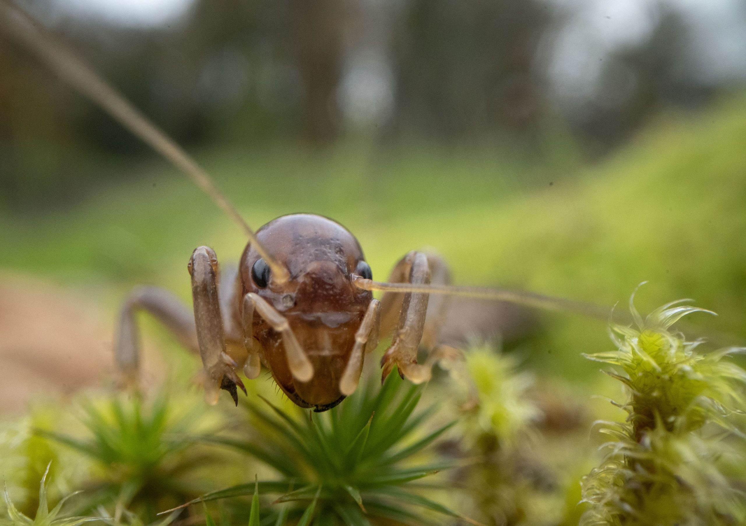 Consumul de insecte crește. Activistă: „Este doar un test. Politicienii știu că atunci când controlează alimentele, controlează oamenii”