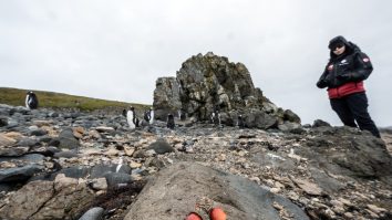 Insula Gough caută un om care să supravegheze păsările. Ce salariu se oferă și ce condiții trebuie să îndeplinești