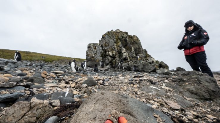 Insula Gough caută un om care să supravegheze păsările. Ce salariu se oferă și ce condiții trebuie să îndeplinești