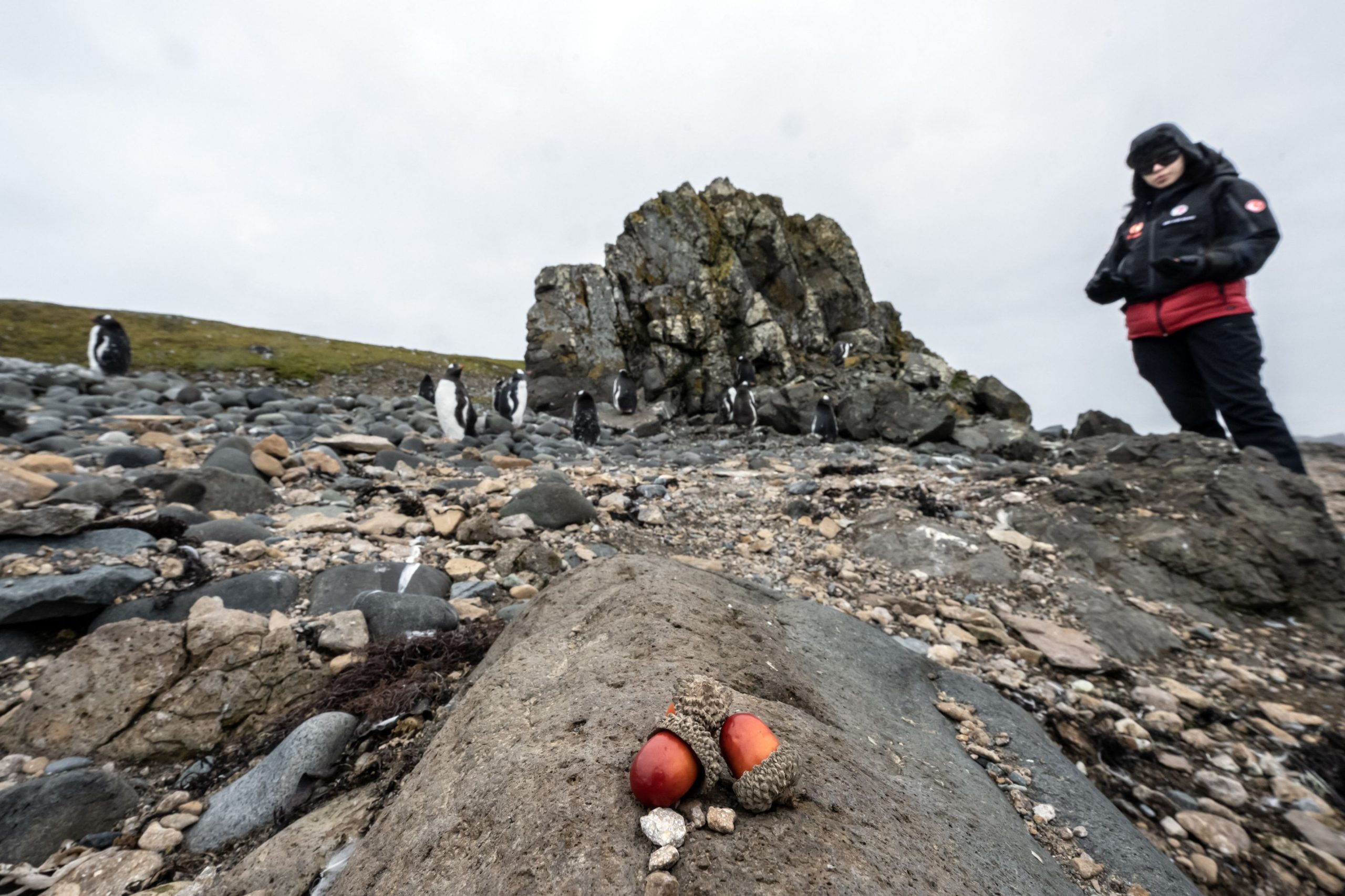 Insula Gough caută un om care să supravegheze păsările. Ce salariu se oferă și ce condiții trebuie să îndeplinești