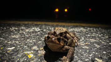 Un târg de broaște dintr-un oraș francez stârnește furia ecologiștilor. 350.000 de amfibieni se află în „meniu”