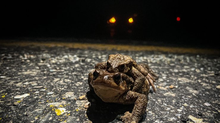 Un târg de broaște dintr-un oraș francez stârnește furia ecologiștilor. 350.000 de amfibieni se află în „meniu”