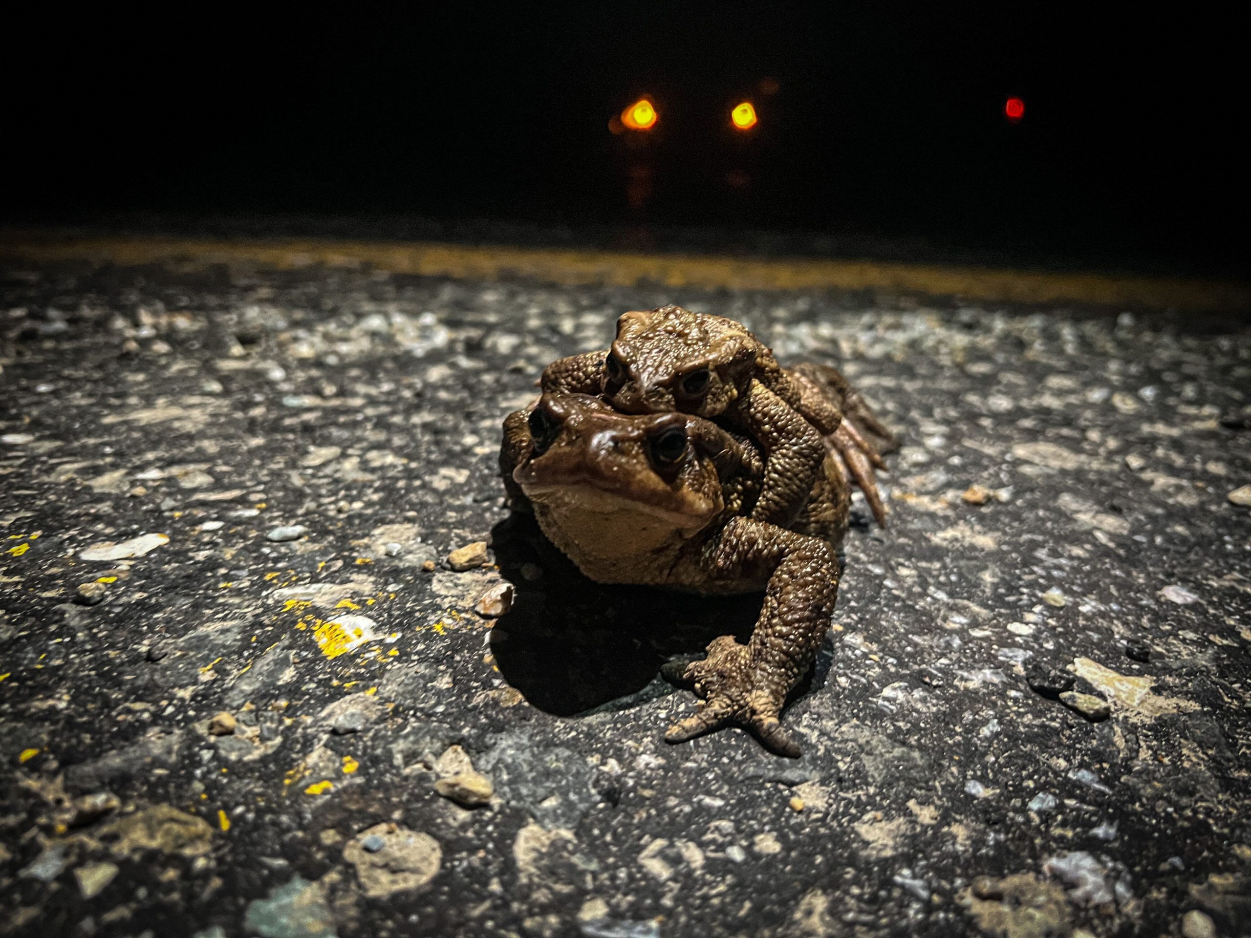 Un târg de broaște dintr-un oraș francez stârnește furia ecologiștilor. 350.000 de amfibieni se află în „meniu”