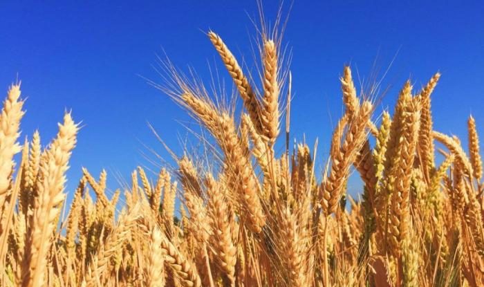 Bulgaria urmează decizia Ungariei și Poloniei de a interzice importul de cereale ucrainene