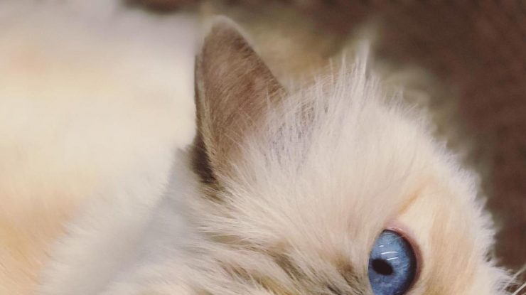 Choupette, felina lui Karl Lagerfeld, a fost invitată la Met Gala din 2023