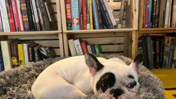 Ralphie, buldogul francez celebru pe internet, „poreclit demonul care scuipă foc” , se pare că și-a găsit în sfârșit o casă