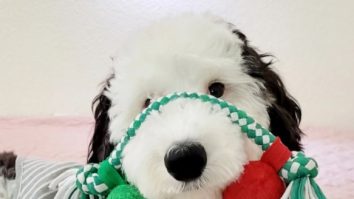 Cum arată câinele care a uimit internetul cu apariția sa. Oamenii spun că seamănă cu Snoopy din desenele animate