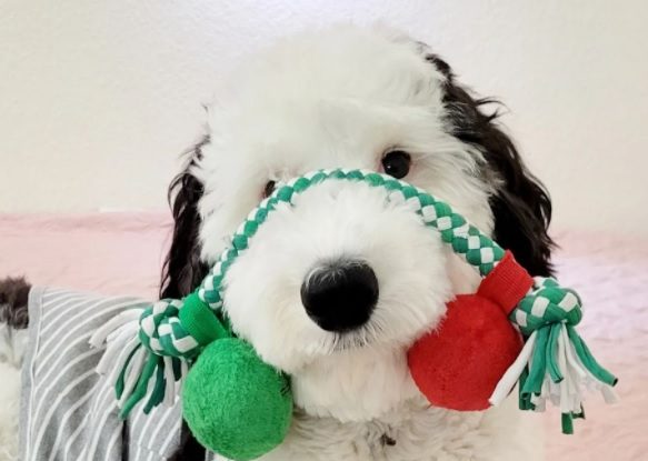 Cum arată câinele care a uimit internetul cu apariția sa. Oamenii spun că seamănă cu Snoopy din desenele animate