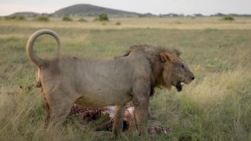 FOTO. Loonkito, unul dintre cei mai bătrâni lei din lume, ucis de păstori în Kenya