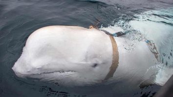 FOTO. O balenă suspectată a fi „spion rus” a reapărut în largul coastelor Suediei