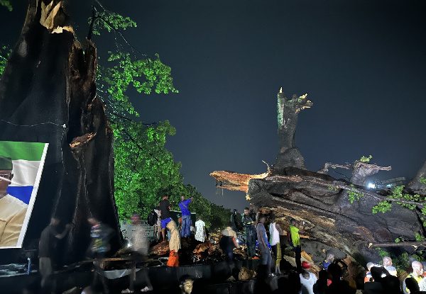 Cel mai vechi arbore de bumbac din Sierra Leone, simbol al libertății, a fost doborât: „Este o mare pierdere pentru națiune”