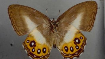 O specie rară de fluturi, numită după Sauron din Stăpânul Inelelor, stârnește interesul experților