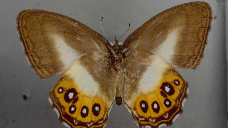 O specie rară de fluturi, numită după Sauron din Stăpânul Inelelor, stârnește interesul experților