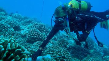 AUDIO. Inteligența artificială ajută la decodarea unei „simfonii” de sunete marine