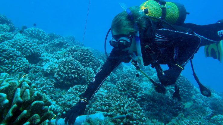 AUDIO. Inteligența artificială ajută la decodarea unei „simfonii” de sunete marine