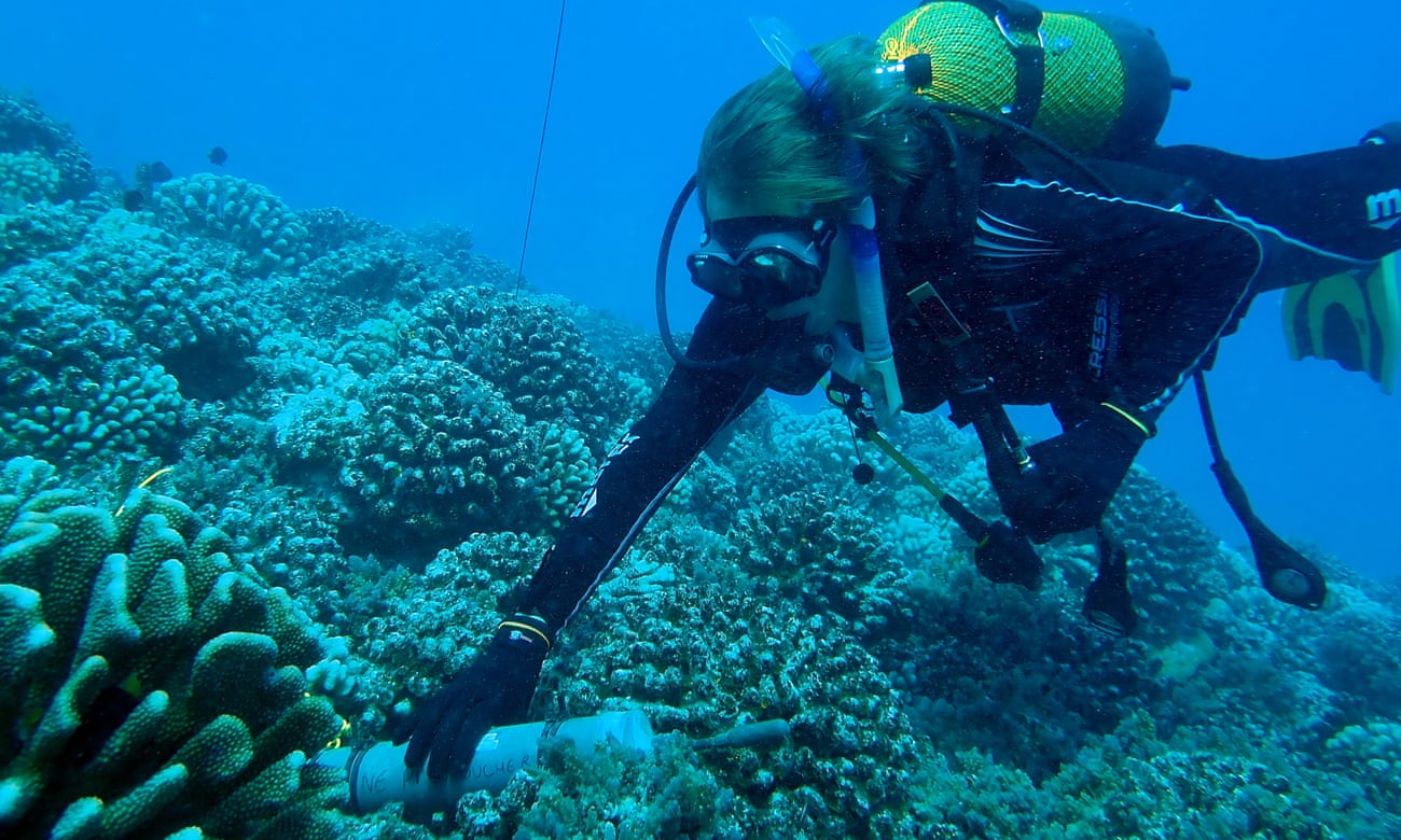 AUDIO. Inteligența artificială ajută la decodarea unei „simfonii” de sunete marine