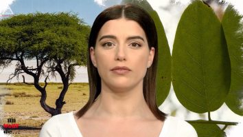 Un vârf de… salcâm