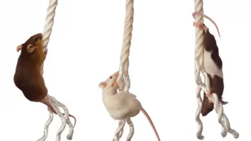 Oamenii de știință au făcut un experiment pe creierele unor șoareci și au descoperit cum ai putea gestiona stresul extrem