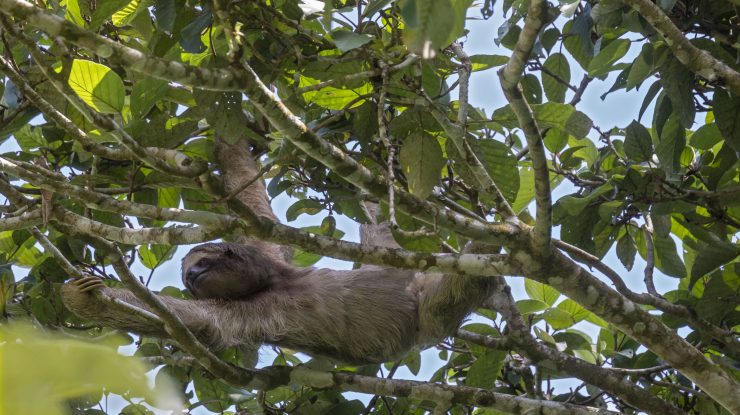 Descoperire revoluționară: Blana leneșului ar putea salva milioane de vieți anual, spun cercetătorii