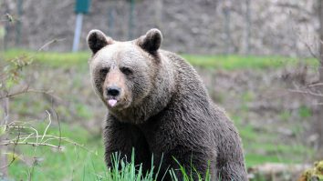 VIDEO. România, în atenția presei internaționale cu urșii din Brașov