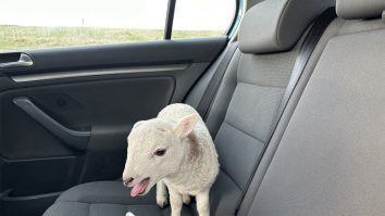 Întâlnire bizară între polițiști și un miel. Animalul era transportat într-o mașină cu droguri