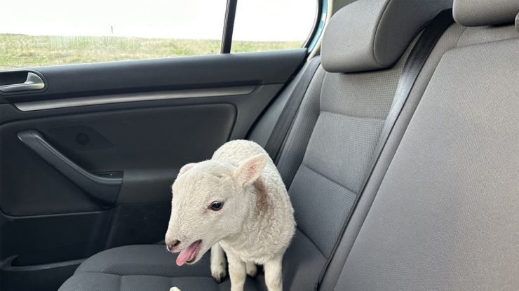 Întâlnire bizară între polițiști și un miel. Animalul era transportat într-o mașină cu droguri
