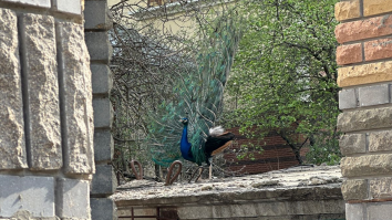 VIDEO. Păunii ies pe străzile din Kiev. Locuitorii au fost surprinși de apariția păsărilor exotice