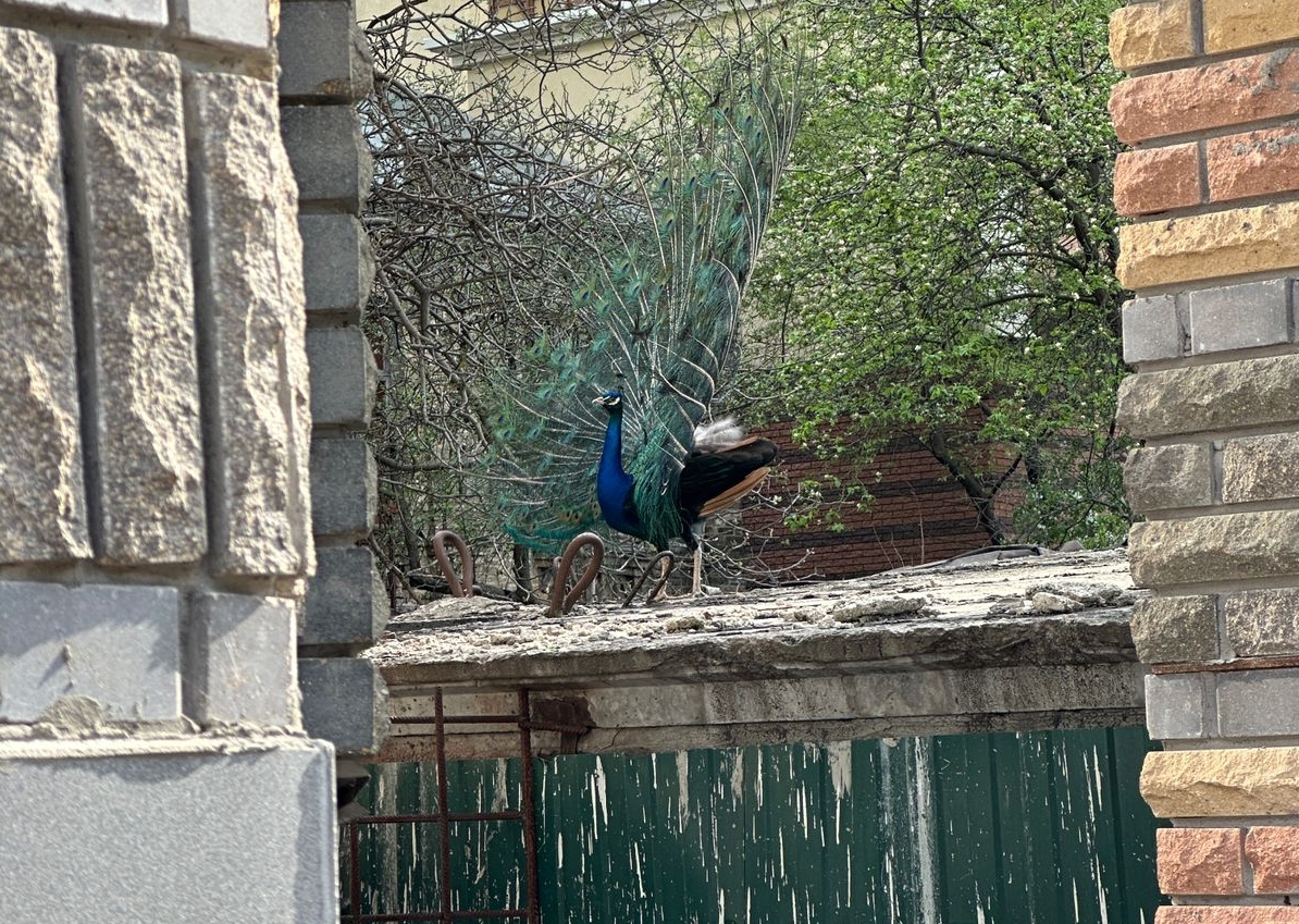 VIDEO. Păunii ies pe străzile din Kiev. Locuitorii au fost surprinși de apariția păsărilor exotice