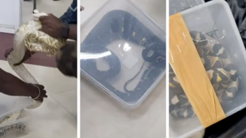 VIDEO. 22 de șerpi și un cameleon au fost găsiți în bagajul de cală al unei femei pe un aeroport din India