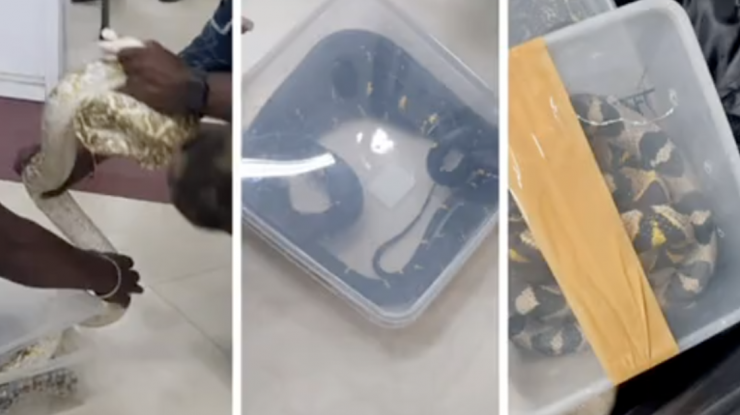 VIDEO. 22 de șerpi și un cameleon au fost găsiți în bagajul de cală al unei femei pe un aeroport din India