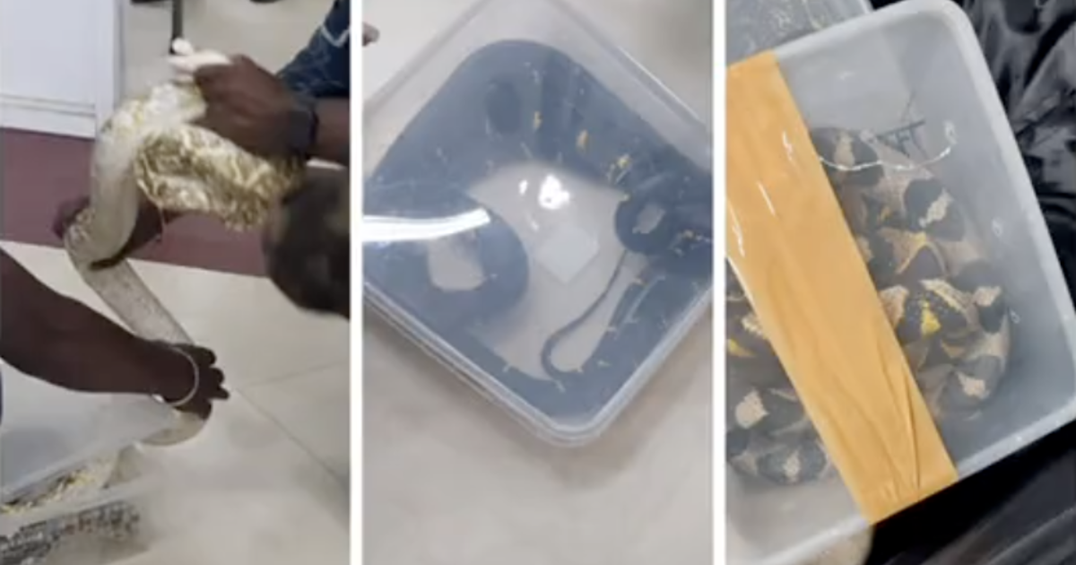 VIDEO. 22 de șerpi și un cameleon au fost găsiți în bagajul de cală al unei femei pe un aeroport din India