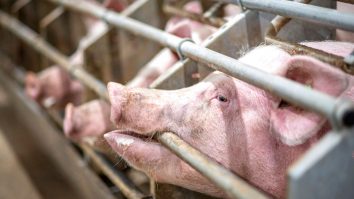 Grăsimile de la animale, tot mai utilizate la combustibilul pentru avioane. Procesul pune în pericol mediul înconjurător