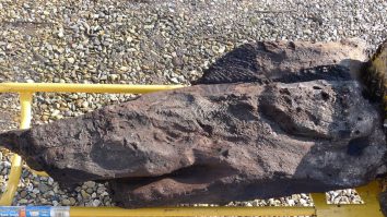 FOTO. Cum arată cea mai veche bucată de lemn sculptat din lume. Are o vechime de peste 6.000 de ani